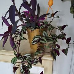 3 Tradescantias in one pot. Trailing house plants.