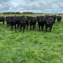 Angus heifers Image 9