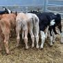 Reared Bull Calfs Image 3