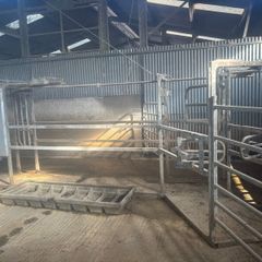 Alfco Dairy cow drafting gate