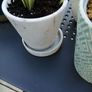 House plants in ceramic pots Image 6
