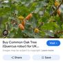 Mature Oak Tree in a Pot Image 7