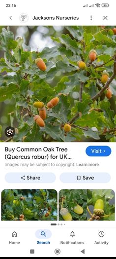 Mature Oak Tree in a Pot