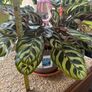 Peacock House Plant Image 2