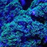 Marine Fish Tank Image 6