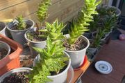 Aloe juvenna (tiger tooth aloe)