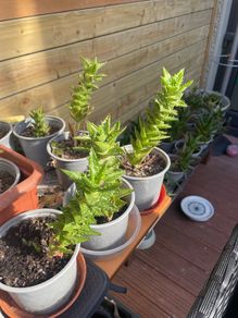 Aloe juvenna (tiger tooth aloe)