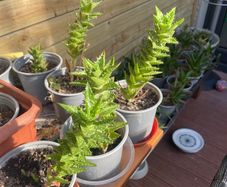 Aloe juvenna (tiger tooth aloe)