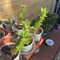 Aloe juvenna (tiger tooth aloe)
