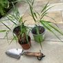 Japanese Forest Grass - Hakonechloa macra Image 2