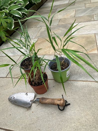 Japanese Forest Grass - Hakonechloa macra
