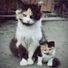 black.cat
