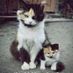 black.cat
