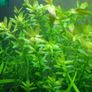 Aquarium plants Image 9
