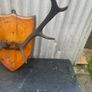 Antique Mounted  nine point Antlers on a shield plaque c1890 Image 4