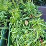 Muscari clumps Image 2