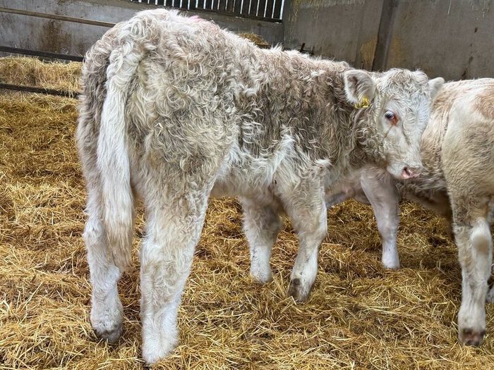 Charolais Bull Calves