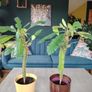 The Madagascar Jewel Seeds and Plants Image 4