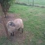 Lambs Image 7