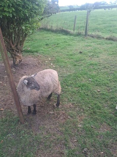 Lambs