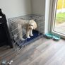 Dog Crate Image 4