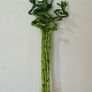 90cm Tall Spiral Lucky Bamboo (each) Image 2