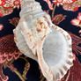 Large Conch Image 4