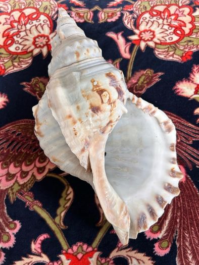 Large Conch