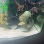 240 litre Aquarium Image 9