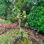 apple plants Image 2