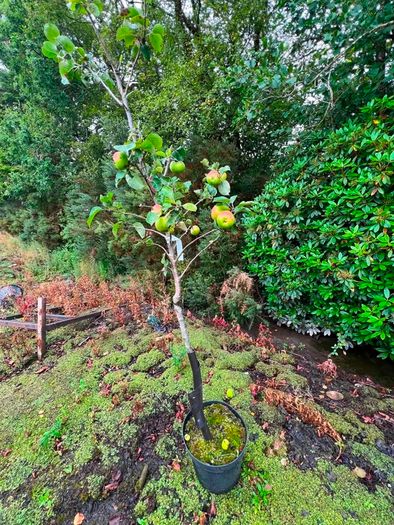 apple plants