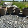 6 Buxus plants and 10 pots Image 4