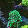 hammer corals frags/colonies Image 8