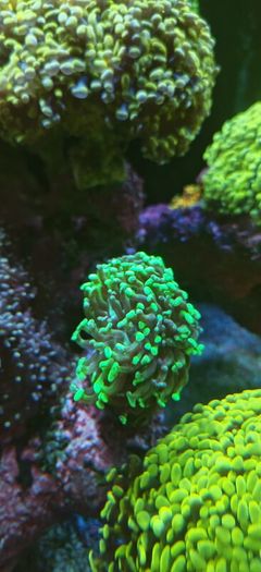 hammer corals frags/colonies