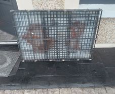 Large dog cage