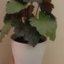 Artificial Plants in Ceramic Pots x2 Image 7
