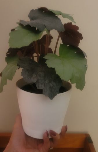 Artificial Plants in Ceramic Pots x2