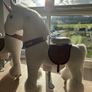 2 Unicorn riding ponies Image 2