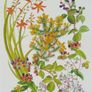 Print of a watercolour painting of hedgerow flowers Image 3
