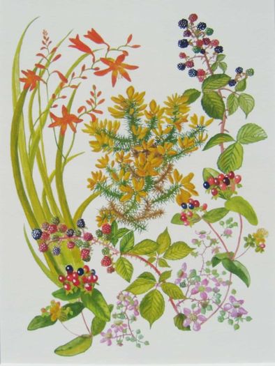 Print of a watercolour painting of hedgerow flowers