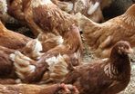 hens point of lay