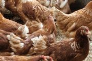 hens point of lay