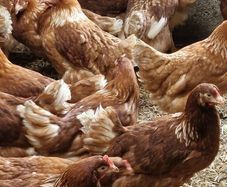 hens point of lay