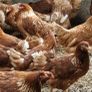 poultry, pullets, Hens, Image 3