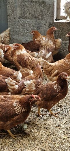 poultry, pullets, Hens,