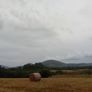 Organic Hay For Sale Image 7