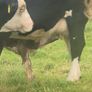 5 star heifer Image 4