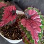 Begonia Rex Image 4
