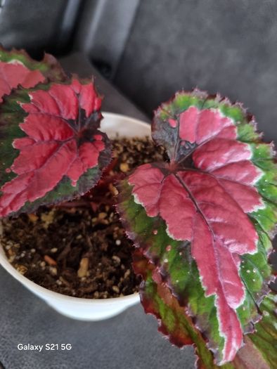 Begonia Rex