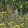 A wild garden Image 9